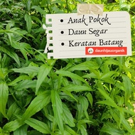 Elephant Trunk Tree / Sabah Snake Grass / Grass / Stem Cutting / Fresh Leaves