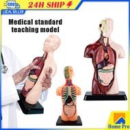 3D Human Anatomy Organ Teaching Aids Torso Model Simulation Human Body Model Set Educational Toys