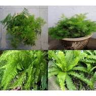 Foxtail / Asparagus Fern Plant 芦笋蕨类 (Varieties)