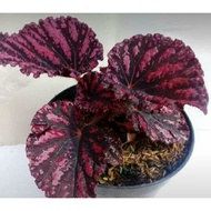 begonia Rex Red WALET TANAMAN HIAS HIDUP