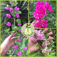 Bougainvillea long Stem CUTTINGS