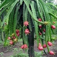 keratan pokok naga merah ( 10 keratan )