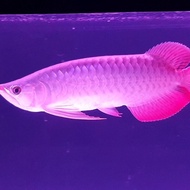 ikan arwana super red 30cm kualitas