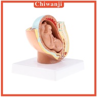 [Chiwanji] 9th Month Fetus/Foetus   Models Human Fetal Development Model Lab Supplies Educative