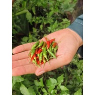 "Cili burung" / Cili Kampung ( Chili ) Cabei cabai