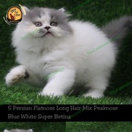 Kucing Persia Peaknose Super Gratisongkir