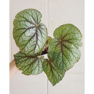 tanaman bunga begonia silver cloud / begonia rex green silver