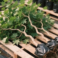 Potted Red Maple Tree Seedlings for Garden, Balcony, Indoor, Lazy, Cold-Resistant Green Plant, Japan