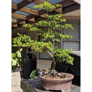 BONSAI GARDEN DECORATIONS BUCSHIDA BUCIDA