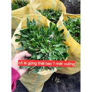 Ginger leaf grass sliced in 1 square meter