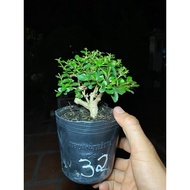 Mini spruce tree from 10cm to 15cm tall can live in a lack of sunlight