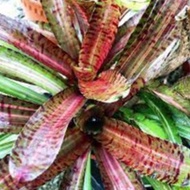 Mini Neoregelia *HOT EMBERS* DARK RED/BLACKIE