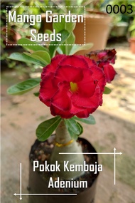 Adenium Live Plant Anak Pokok Kemboja Kaler Seperti Gambar 富贵花小棵树