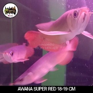 ARWANA SUPER RED 15-18 CM