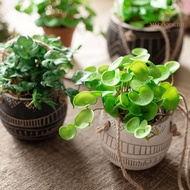 [Life Quality Hall] Simulation Green Plant Feel Succulent Coriander Leaf Home Decoration Plastic Cop