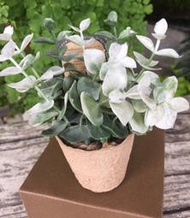 ☆薇菈日本精品☆ Virtual Green仿真綠色迷你草本花盆桉樹 小盆栽 桌面擺放 假花裝飾