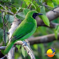 Burung Cucak Ijo Mini Jantan