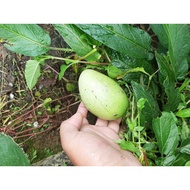 VIRALL Bibit Pepino Tanaman Pepino Buah Melodi SUPER QUALITY