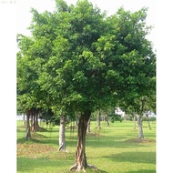 Banyan Sapling Ficus Microcarpa Seedlings Lobular Banyan Sapling Ficus Japonicus Seedlings Long Ro