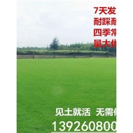 Four Seasons Evergreen No Pruning Cold-Resistant Lawn Grass Seed Slope Protection Soil Consolidation