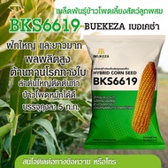 BKS6619 เมล็ดพันธุ์ข้าวโพดเลี้ยงสัตว์ลูกผสม BKS9916