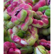 Anak Pokok Manila Tamarind/Asam Jawa Manila