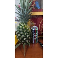 Nenas MD2 honey pineapple 1 prs，水晶黄梨，很甜的住家种植水晶黄梨