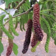 Terlaris Bibit tanaman buah long murbei/murbei panjang rasanya manis TERBAIK