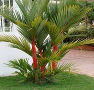 Bibit palem merah ukuran 30 cm-50 cm