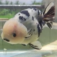 Ranchu sapi black white 8-9 cm import Thailand