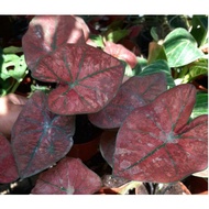 Caladium Red Sweety. Keladi Merah Siam. Keladi Viral