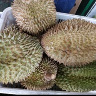 Durian montong utuh palu terjamin manis / pics