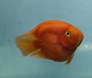 【成崧水族】圓身紅元寶英武魚 圓身紅元寶英武 元寶英武