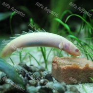 Palmas Albino size 8-9cm contains 2 tails