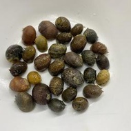 【嘉嘉寵物】👍清缸高手 🐌🐌彩蛋螺/ 彩紋螺🐌 🐌 觀賞魚蝦  （飼料餌料）