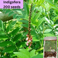 Indigofera 200 seeds Indigofera Zollingeriana Forage seeds