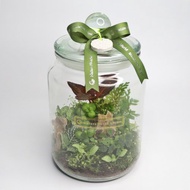 【植物生態瓶】DIY材料包+教學影片/特大款
