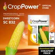 (100 GRAM) Biji Benih Jagung Manis Big Sweet 甜大棒 SC832 CROP POWER F1 HYBRID Sweet Corn Seed 甜玉米种子 SC