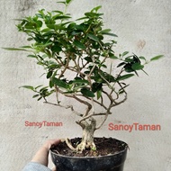 tanaman hias bonsai sancang- Bonsai sancang