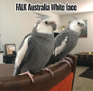 Telur burung Falk australia white fase 2 butir siap ditetaskan