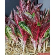 Aglonema Red Sumatra Bibit Bonggol Aglonema Red Sumatra