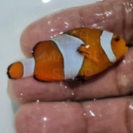 Ikan Hias Badut Nemo Clown Fish Laut