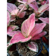 ☒▨✶COD! Sale! Red Charm Aglaonema Live Plants with Soil and Pot