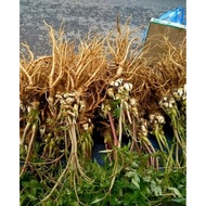 Northwest ginseng turtle /2/3 roots 1 kg /2kg