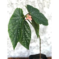 Begonia Maculata / Dotted Begonia (cuttings - rooted)