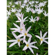 Bunga Rainlily First Love