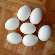 Fake pigeon eggs,/ eggs, simulation eggs