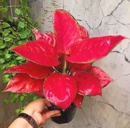 PROMO!! Aglonema red anjamani rimbun 456 daun - Tanaman hias pohon red anjamani