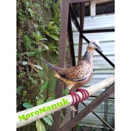 Patung Jontrot Burung Tekukur - Decoy Tekukur - Alat Pikat Burung Tikukur - Alat Pemikat Burung Teku