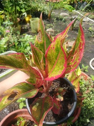Aglaonema redlipstick plants